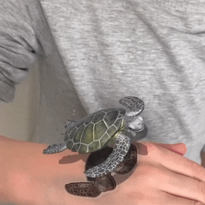 HoloToyz - Super Sea Creatures Augmented Reality Τατουάζ Επαυξημένης πραγματικότητας που ζωντανεύουν σε κινούμενα σχέδια
